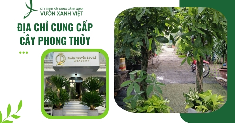 Đia chỉ cung cấp dịch vụ thiết kế thi công cây phong thủy