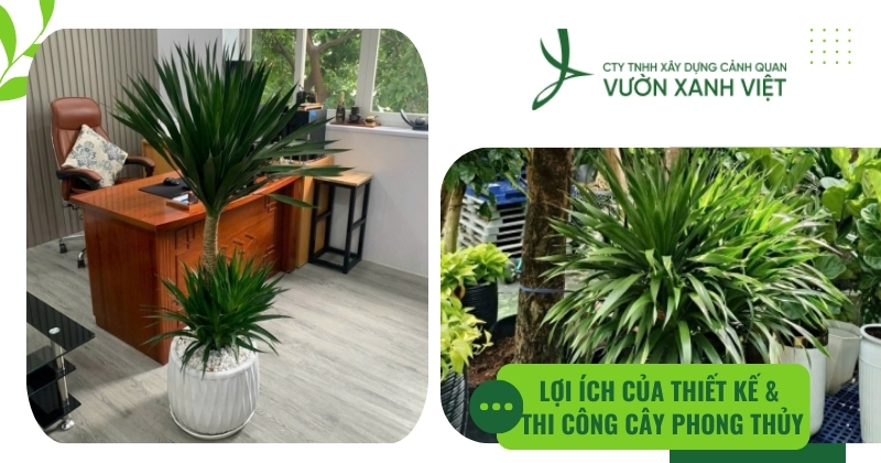 Lợi ích của thiết kế thi công cây phong thủy