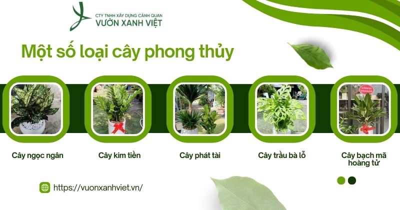 Một số loại cây phong thủy