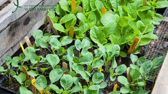 Thiết Kế & Thi Công Trồng Rau Sạch Tại Nhà