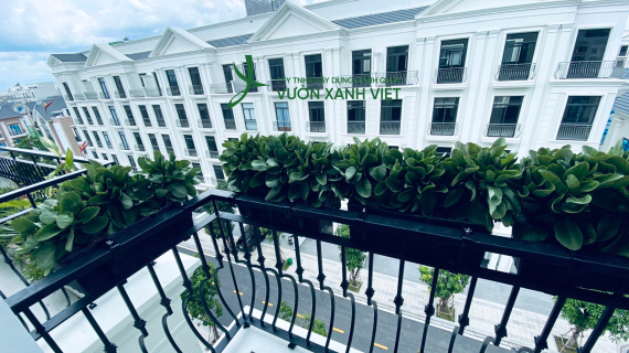 Thiết Kế & Thi Công Cây, Hoa Ban Công