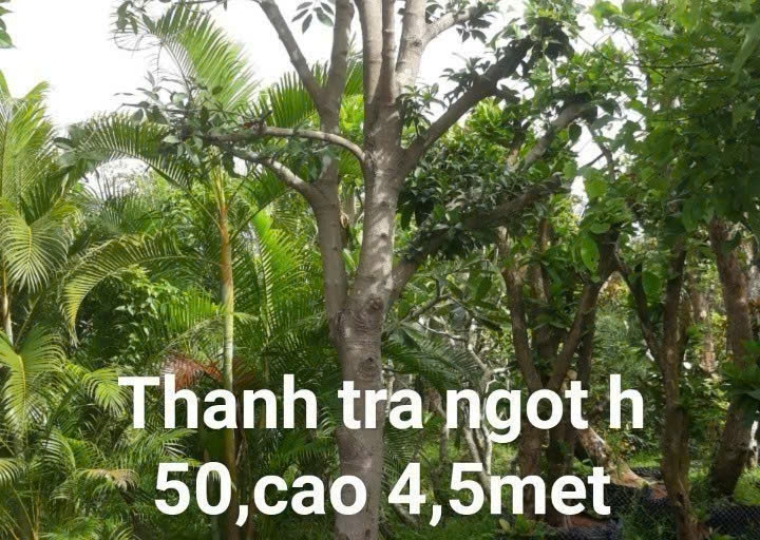 Thanh Trà Ngọt Cây 4m Hoành 50cm