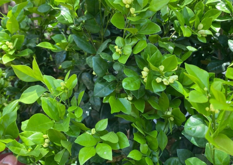 Nguyệt Quế (Cây Tree)