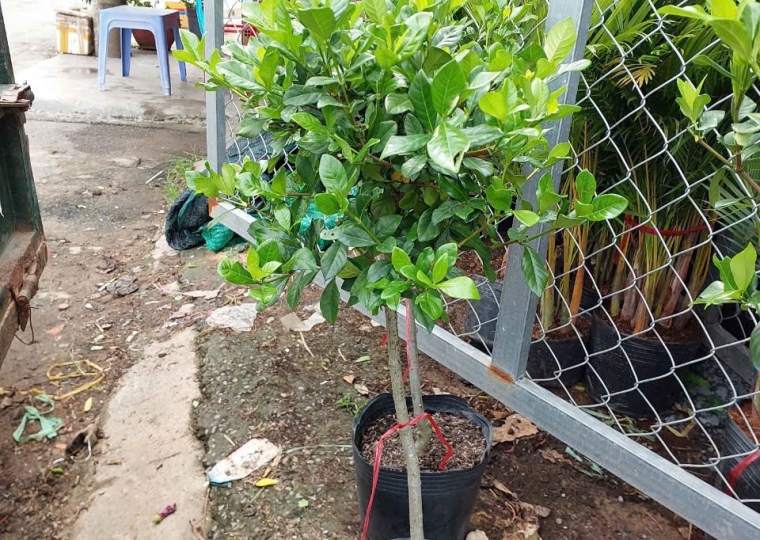 Bạch Thiên Hương (Tree)