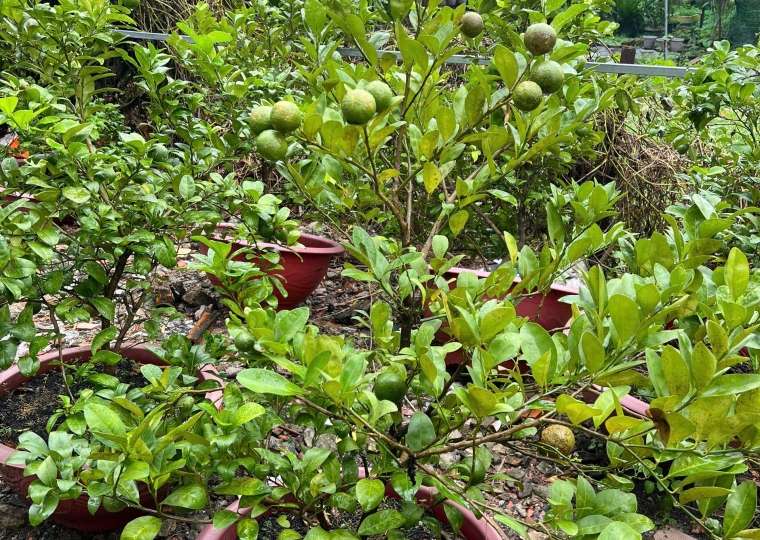 Chanh Tứ Quý (Cây Lớn)