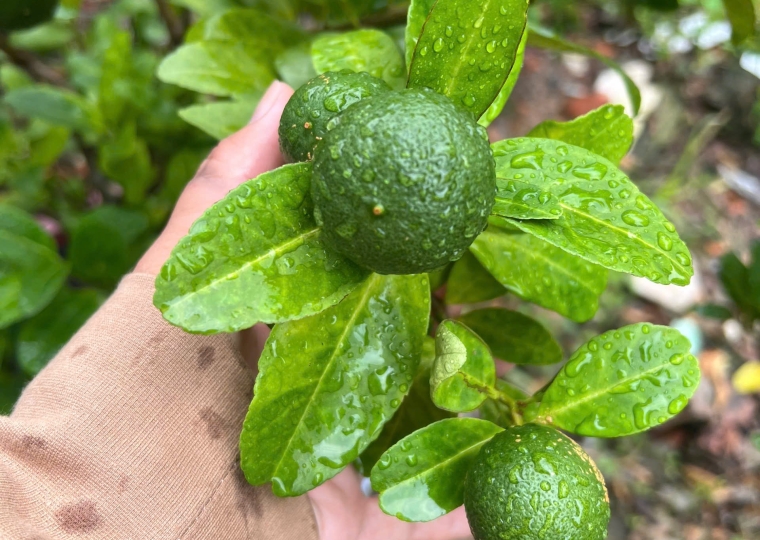 Chanh Tứ Quý (Cây Lớn)