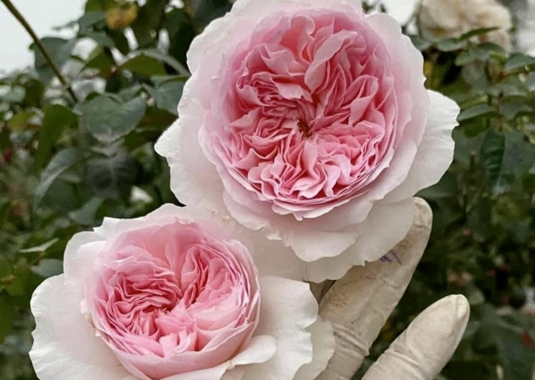 Tranquility Rose