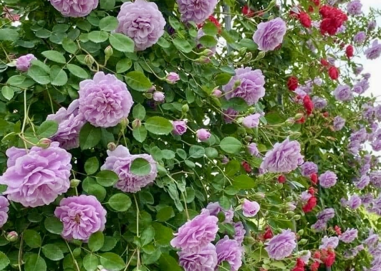 Rainy Blue Rose