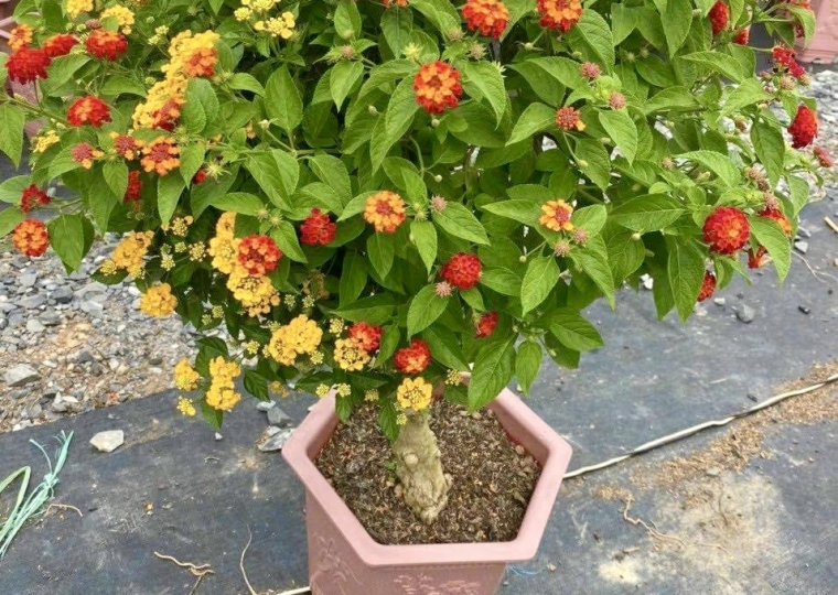 Hoa Ngũ Sắc Bonsai