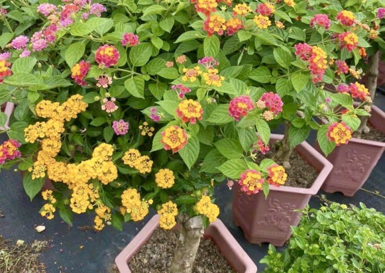 Hoa Ngũ Sắc Bonsai