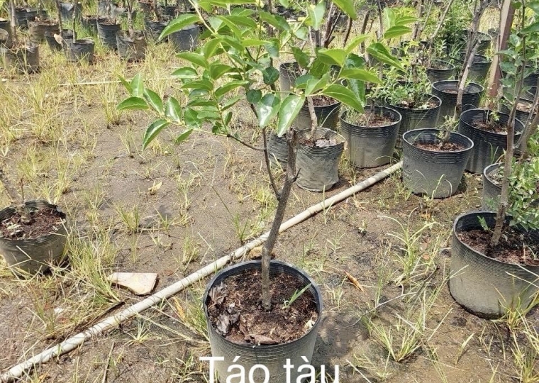 Cây Táo Tàu