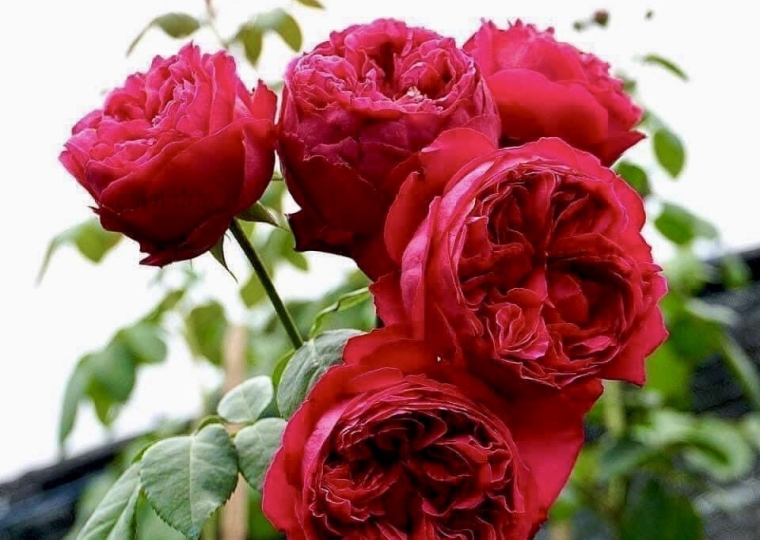 Royal Rose