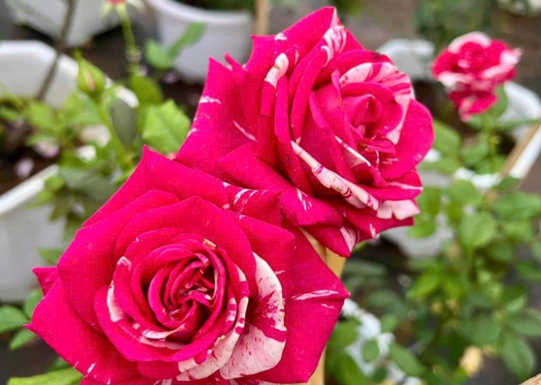 Neil Diamond Rose