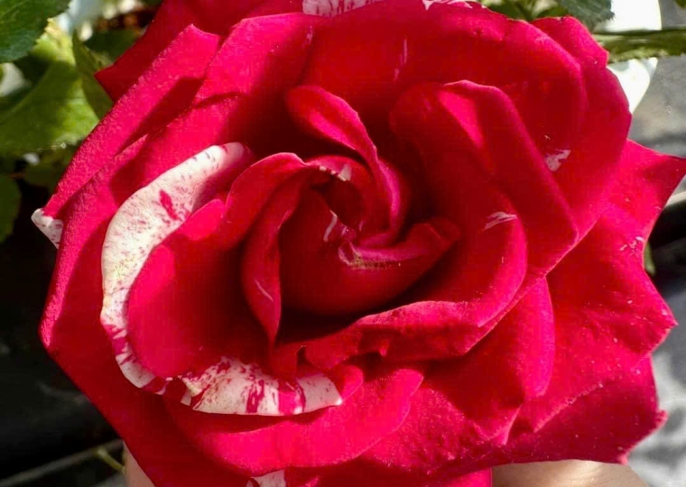 Neil Diamond Rose