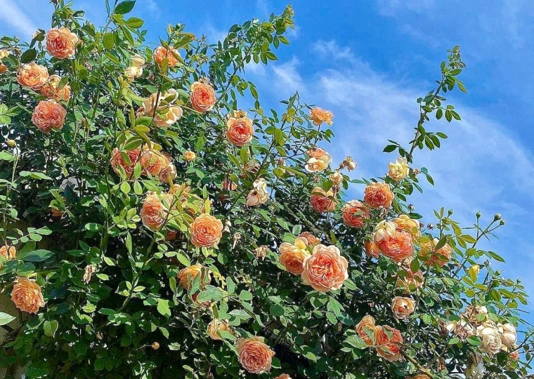 Hồng Leo Lady Of Shalot Rose