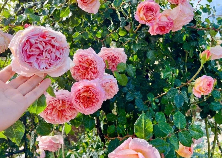 Abraham Darby Rose - Trụ Hoa