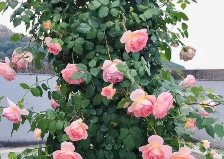 Abraham Darby Rose - Trụ Hoa