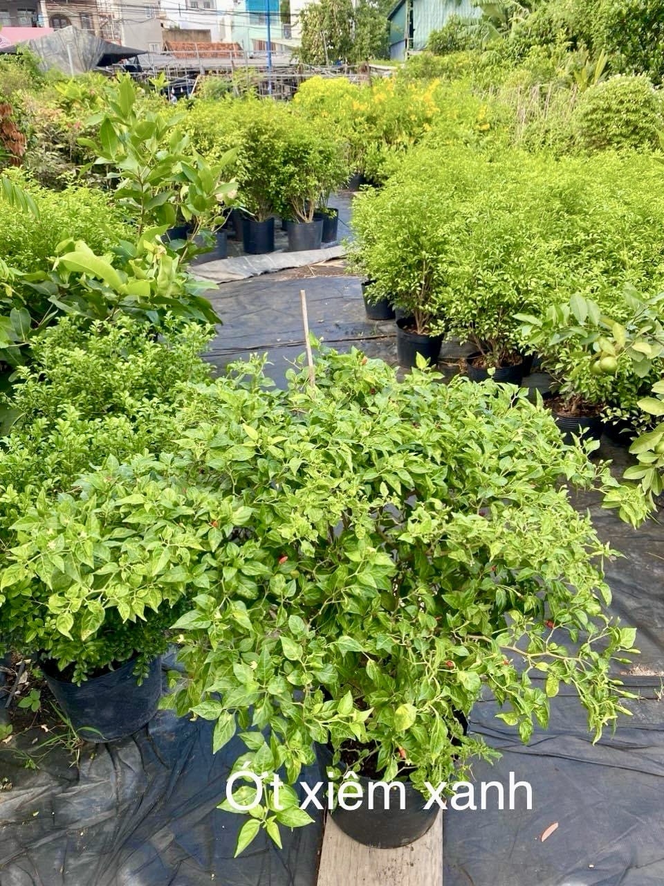 Cây Ớt Xiêm Xanh